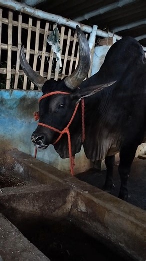 Most😡Dangerous and Biggest Young Kankarej Cow of Hossain dairy farm for💕 202_6#viral #trending