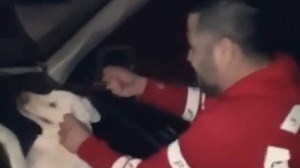 Man beats dog to death by punching it in the head