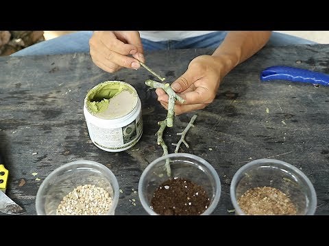 扦插含笑花，用它涂一涂，三种方法生根都快多了