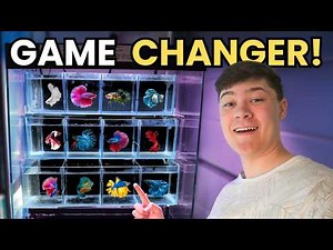 The Best BETTA Rack System for Fishrooms & Fish Shops!