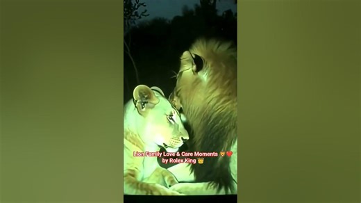 "FA9LA" Sher e baloch is here🦁❤️ Emotional Wildlife Bonding #Shorts “Lion Family ❤️ #akshaykhanna