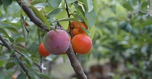 Árbol de 40 tipos de frutas