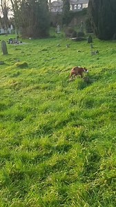 1.3K views · 13 reactions | Dog days | Shadow and Light | Facebook