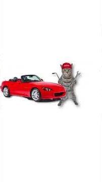 VTEC Engine (explained by cats) cat_explains_official #VTEC #VTECengine #car