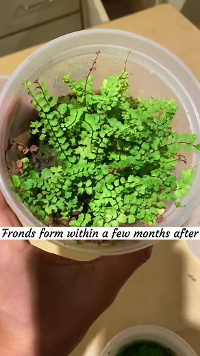 Plant Vibrations on TikTok