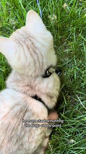 59K views · 3.4K reactions | adventure time #catsoftiktok #cat #meow #catlovers #catlover #cats #kittens #kittensoftiktok | Jared and Milo | Facebook