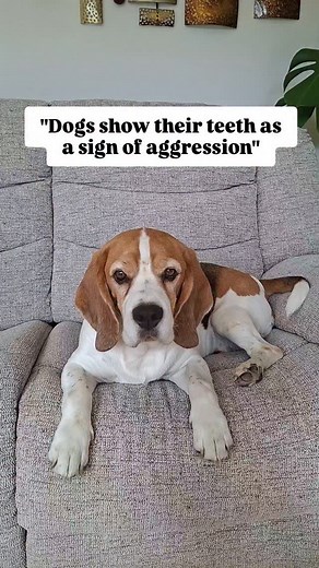 Dracula teeth can do some serious damage 😂🤣😂 #basilthebeagle #dogsofinstagram #dogproblems #dogmomproblems #dogtok #londondogs #londondog #beagle #beagles #beaglelife #beagleclub #beaglepuppies #beaglepuppy #dogtalk #grumpybeaglesunited #reellife #reeldog #reelfun #reelsofinstagram #reeloftheday #funnyreels #funnyreel #funnydog #funnybeagle #comedy #dogcomedy | Basil Beagle