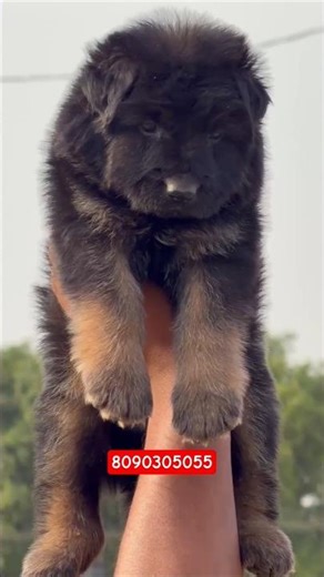 Ultimate Heavy Weight German Shepherd Puppy In Varanasi😍♥️
