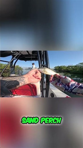 PB Sand Perch REELED IN!