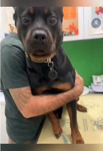 Why Dogs Fear Veterinarians: Understanding Canine Anxiety