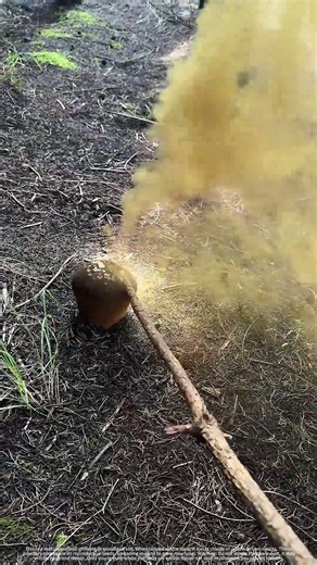 Puffball Releases Spore Cloud When Tapped