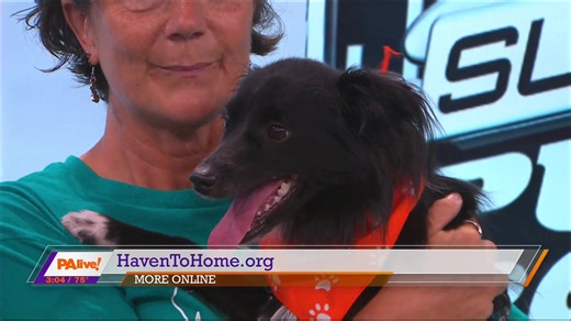 13 reactions | Meet Colby from Haven to Home Canine Rescue!! | PA Live | Facebook