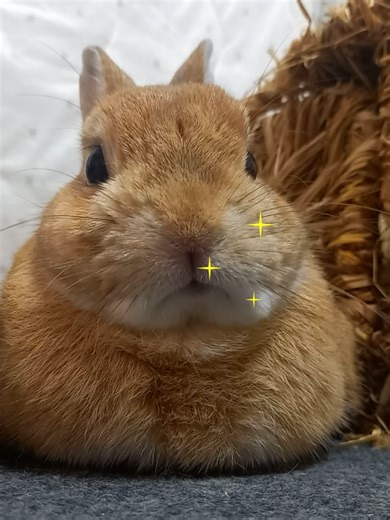 うさぎの手作りおやつ屋さんで癒しを体験