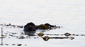HD video of a female California Sea Otters grooming baby otter in shallow ocean waters close to shore, secured with kelp. Sea otters spend much of their time grooming.