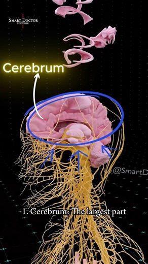 9.1K views · 174 reactions | O Poder Oculto do Cérebro 易✨ - - - - O...