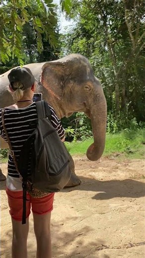 Heartfelt Elephant Feeding Moments | Love, Care & Visitor Reactions at the Sanctuary