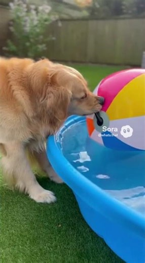 This Dog Hates Floating! Ball Guard Master #shorts #golden