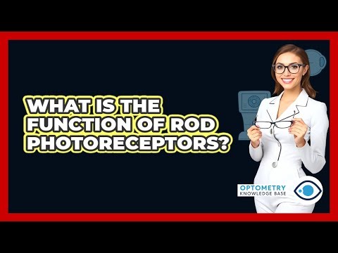 What Is The Function Of Rod Photoreceptors?