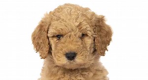 8 Week Old Labradoodle Puppy - What To Do When You Bring Her Home