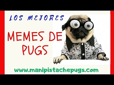 😂 🤣 LOS MEJORES MEMES DE PERROS PUG HD 👌😁🎈