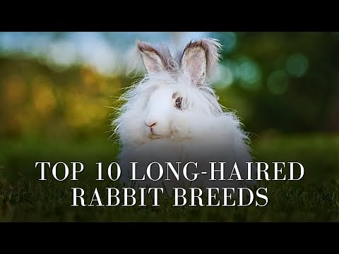 Top 10 Long-Haired Rabbit Breeds