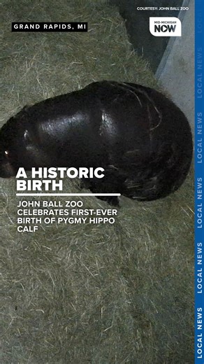 John Ball Zoo celebrates first-ever birth of pygmy hippo calf! | Mid-Michigan NOW