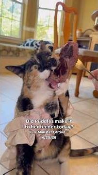 FAQs are in description. Follow Puddles the TBI kitty on instagram & Facebook @puddlesforbrains!!