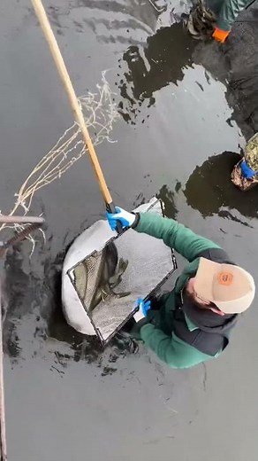 Collecting northern pike broodstock with the Iowa DNR