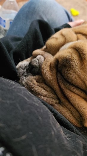 Hank the Bully. Will snore for snacks #unemployed #englishbulldogsoftiktok