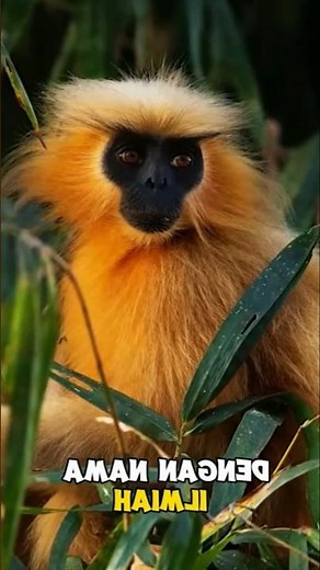 Golden Langur: Unique Facts About One of the Rarest Monkeys in the World