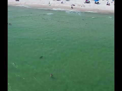 Drone Captures Shark Sighting at Orange Beach