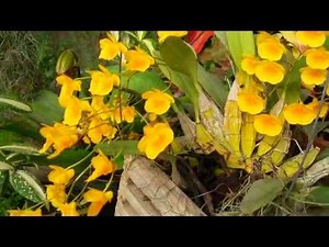 Awesome Orchid Species: Dendrobium Aggregatum