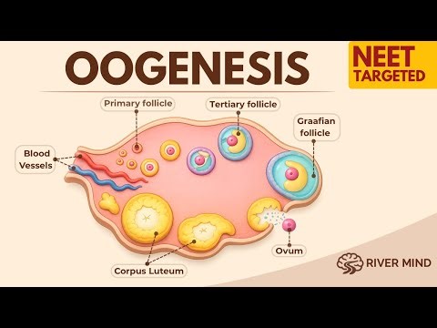 Oogenesis Class 12 | Final Revision in 4 Minutes | NEET 2026