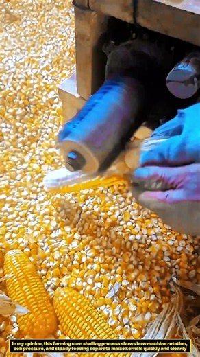 Farming Corn Sheller Machine : How Kernels Get Removed Cleanly