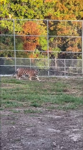 JASMINE TIGER~Jasmine was the second of the girls to be given access to her habitat. She was a little unsure watching from the entrance of her den. We decided to give her some time and moved on to Max, her new neighbor. After watching him do his morning patrol she ventured out. Jasmine walked the lower perimeter several times. Stopping to say hi to Max at one end and Aria at the other. Aria was a big show off demonstrating how paw-some the new enclosures were to Jasmine. The two will certainly b