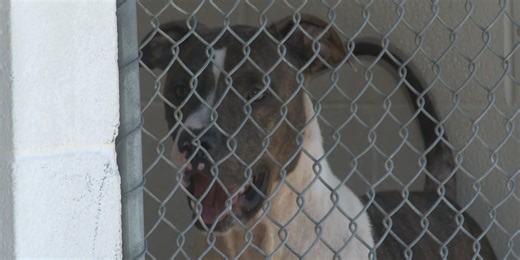 Protect yourself and your furry friends: Dog trainer gives dog attack prevention tips