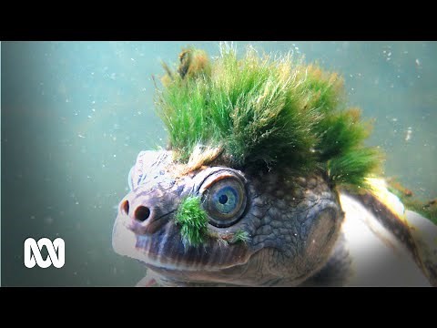 Punk bum breathing turtle saved by a local community 🐢🤘 | ABC Australia