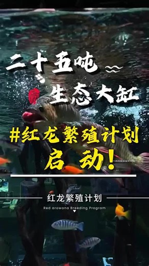Artificial inclubation of hatching arowana fry day29 and A new plan！ 龙鱼苗人工孵化第29天以及新计划！#arowana #fry #hatch #养鱼日记