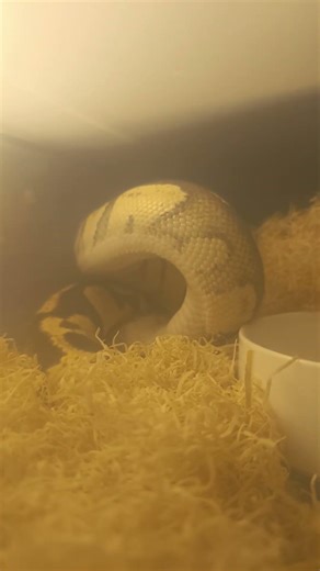 Firefly Female Ball Python Swallowing Her Meal | Feeding Time (Rat) 🐍✨ Happy New Year 2026!