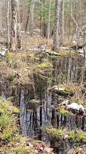 Protecting Natural Wetlands #wetland