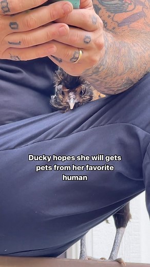Paris on Instagram: "Will he?? • • • #unlikelyfriends #petchickens #homesteading #farmanimals"
