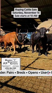 Our last Roping Cattle Sale of the year is Saturday, November 16th. The sale starts at 10 AM. Come see us! *350 cows *75 used cattle *500 fresh ropers & potentials If you can’t make it in person, watch and bid online at www.LMAauctions.com. | Hamilton Livestock Commission