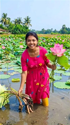 I collected a lot of lotus tubers 🥰 #viralvideo #shortvideo #lotus #flowers #gardening