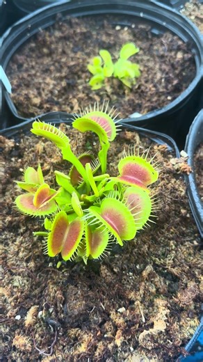 A perfect Venus flytrap!
