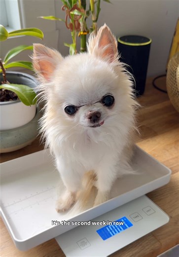 Charming Chihuahua Celebrates Weight Milestone with Joy
