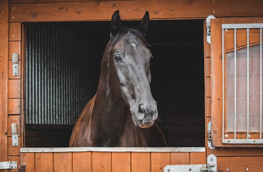 Filled legs in horses: common causes and management advice