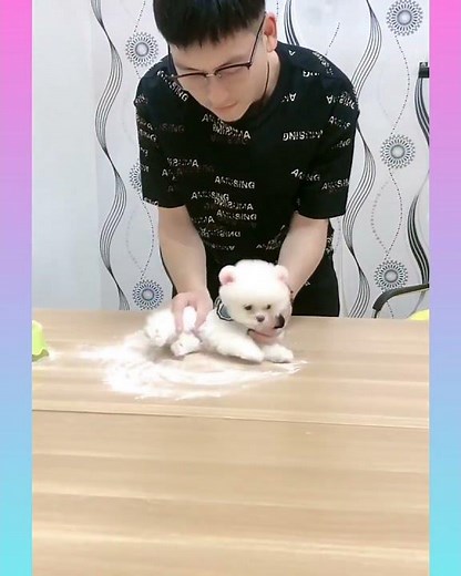 54 Cute and Funny Dog Videos Compilation #shorts