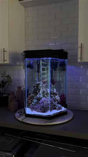 Happy Friday Aquarium Family! Enjoy these clips of my saltwater coral reef tank. #reeftank #reef2reef #coralreef #reeftanksofinstagram #aquarium