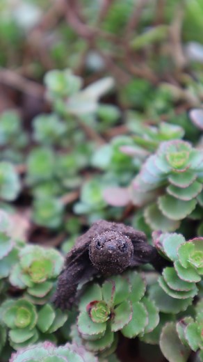 How adorable are these snapping turtle hatchlings?🥹 A total of 23 snapping turtles had hatched and were brought to a pond on Garden property!🐢 Snapping turtles are prey for many animals when they first hatch because of their tiny size and soft shells, so the journey to a water source can be a dangerous one. Thankfully, this nest was discovered and the turtles received a complementary ride (via Horticulture Team golf cart) to their new home! 🌾 | Green Bay Botanical Garden