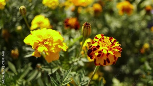 Tagetes patula, the French marigold (Tagetes erecta, Mexican marigold), is species of flowering plant in daisy family, native to Mexico and Guatemala with several populations in many other countries.